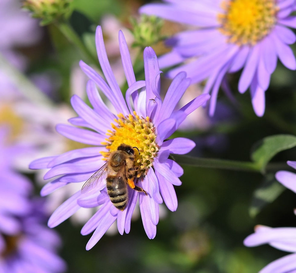 Thumbnail: The Buzz about Honey Bees Talk