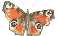 emma peacock.jpg