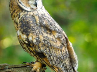 Superb Owl LX. Offense, Defense or Cheerleading. You Can Leave It All Out on the Field
