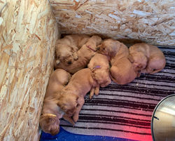 1st litter - 3 weeks old