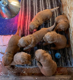 1st litter - 3 weeks old