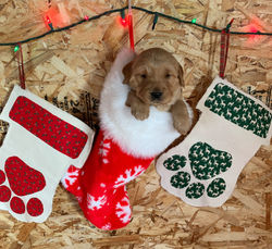 Merry Christmas from Nala's 1st litter