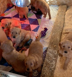 1st litter - 7 weeks old