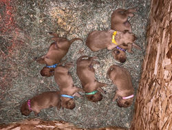 Nala & 1st litter - 2 weeks old