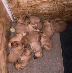 3rd litter