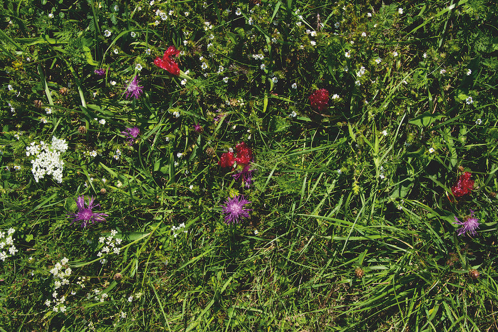 Wiesenstueck_4_web
