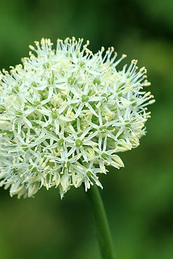 garlic-4220159_640.jpg