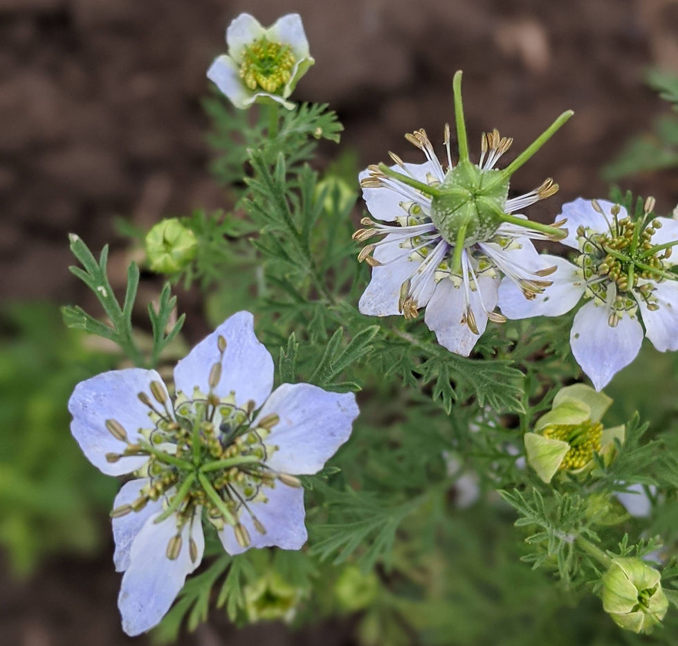 Nahaufnahme der Schwarzkümmelblüte. Die Blütenblätter sind weißlich-blau, die Samenstände sind 5 eckig.