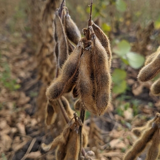 kaltgepresstes Sojaöl aus Österreich