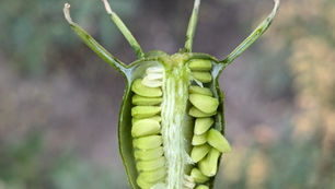 Schwarzkümmelöl aus dem Marchfeld: Wie unsere Ernte bei Sonnentor landet