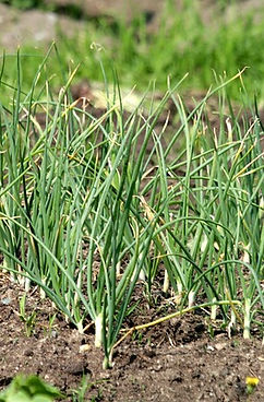 Bio Knoblauch Rezepte