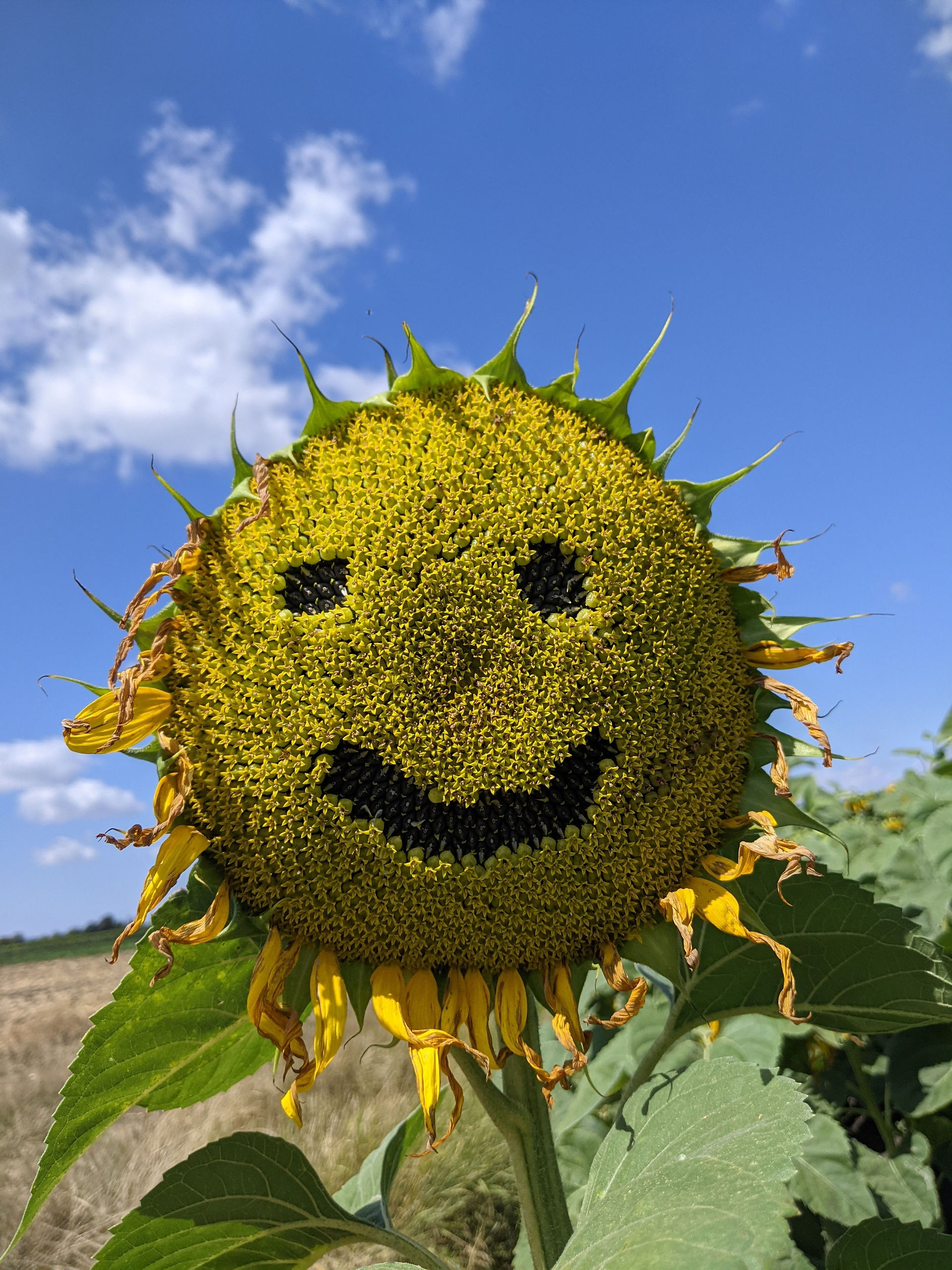 Sonnenblumenöl entzündungsfördernd