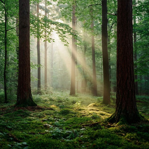 Nature's Canvas