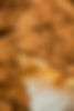 Churro Apple 8.jpg