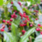 Thumbnail: Taiwan Butterfly Valley