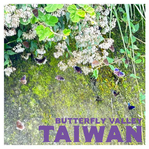 Taiwanese coffee: Butterfly Valley