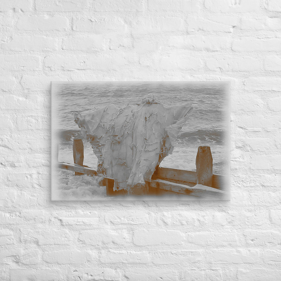 Thumbnail: The Vintage Sea Moth Canvas