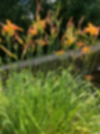 Close‑up of flowers in the foreground with a river flowing behind them, symbolizing the importance of looking beyond surface details and asking deeper questions when selecting a financial advisor to guide your long‑term financial journey.