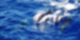 Header Azoren2_1000x500.jpg