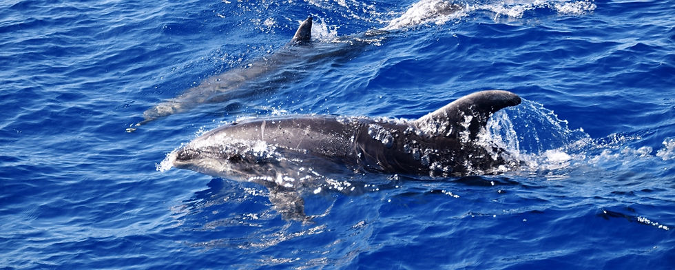 Auf Delfinbeobachtung mit Moby Dick Tours