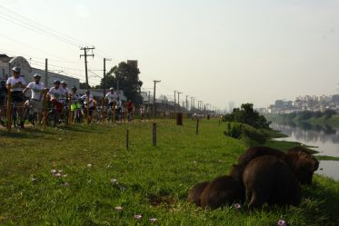 Capivaras descansando no Rio Pinheiros / JB Carvalho - Shimano