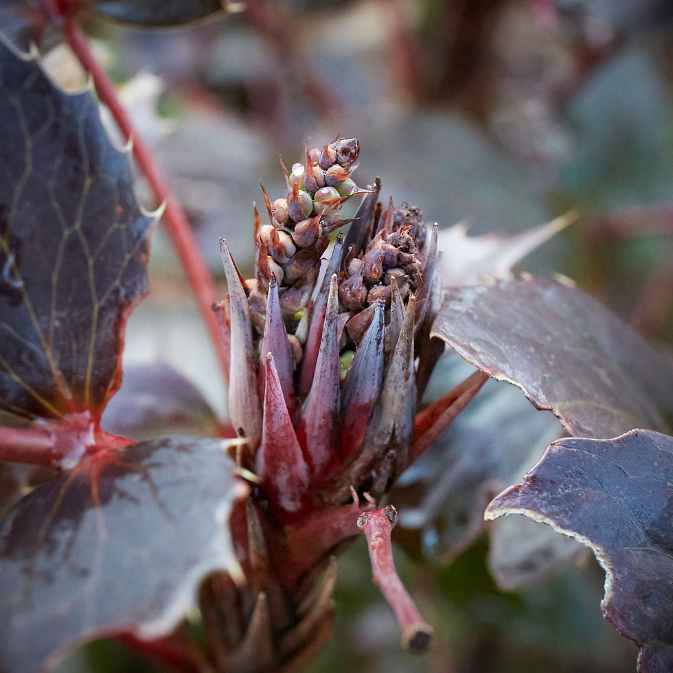 Thumbnail: Berberis nervosa | Low Oregon Grape