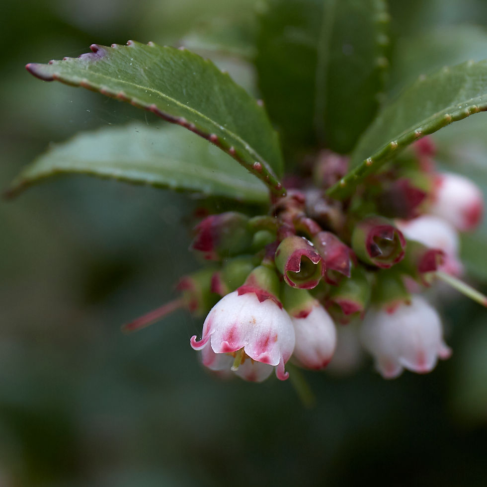 Thumbnail: Vaccinium ovatum | Evergreen Huckleberry