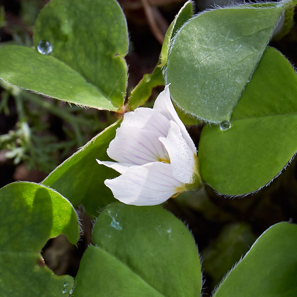 Thumbnail: Oxalis oregana | Wood Sorrel