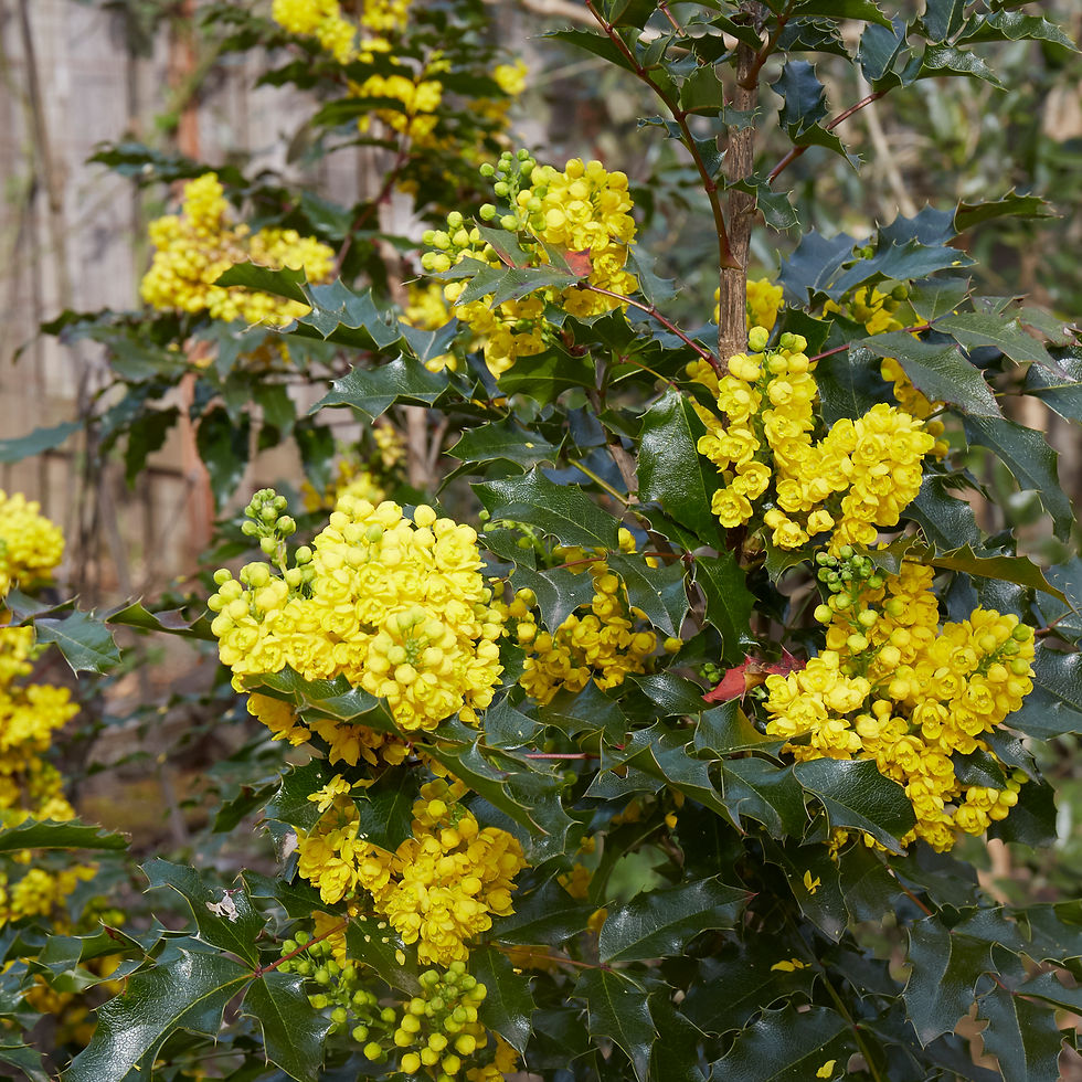 Thumbnail: Berberis aquifolium | Tall Oregon grape
