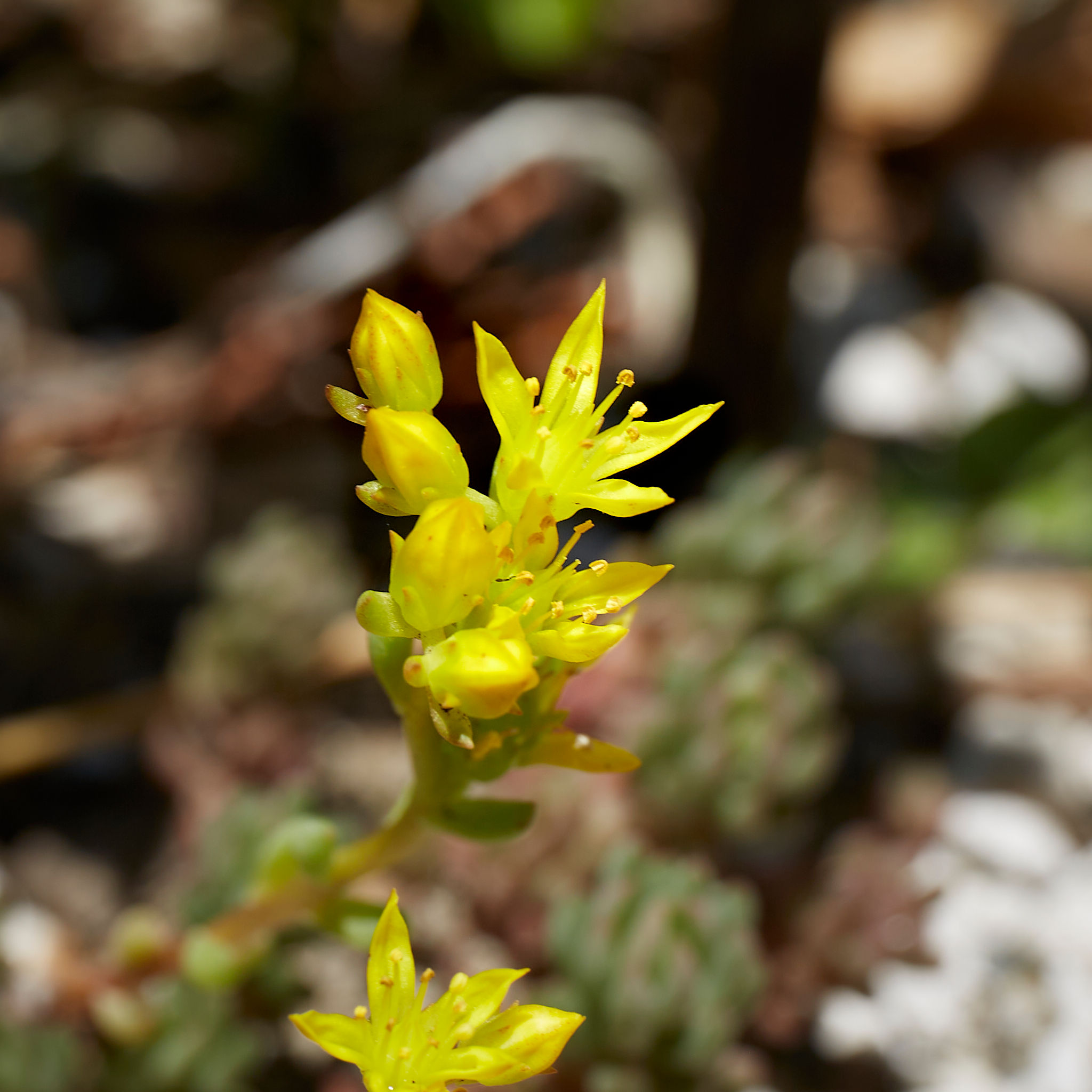 Sedum lanceolatum | spearleaf stonecrop