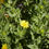 Thumbnail: Grindelia integrifolia | Puget Gumweed