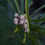 Thumbnail: Asclepias fascicularis | Narrowleaf milkweed