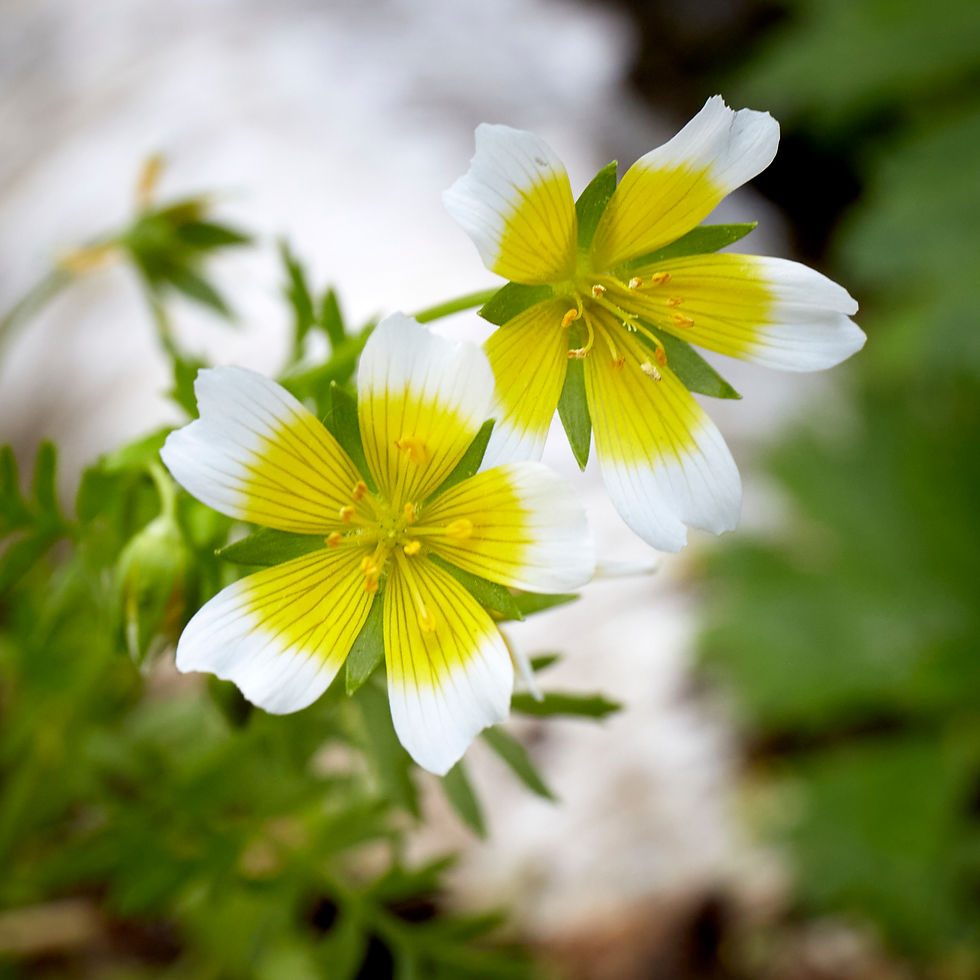 Limnanthes douglasii | Meadowfoam