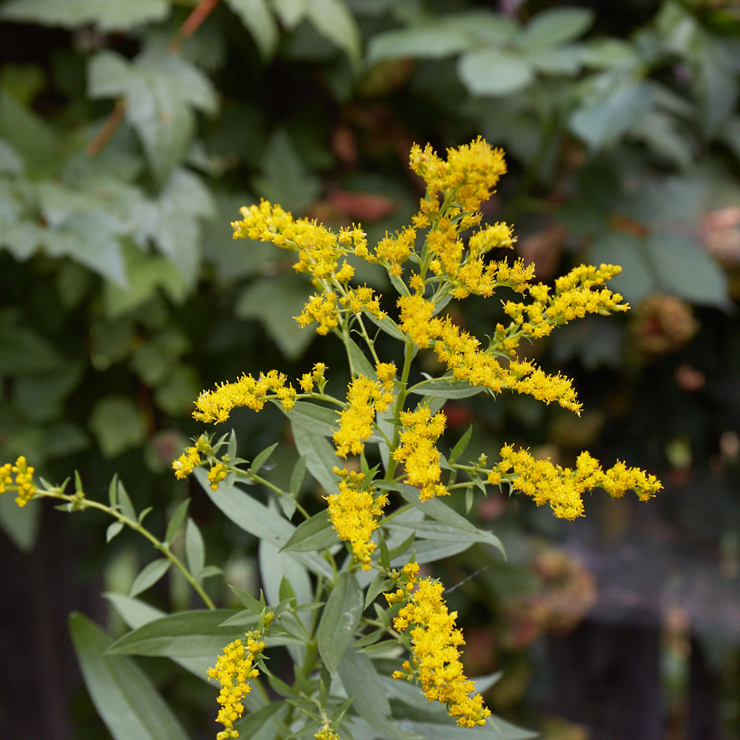 Solidago canadensis | Canada goldenrod
