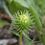 Thumbnail: Grindelia integrifolia | Puget Gumweed