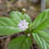 Thumbnail: Trientalis borealis ssp. Latifolia | Pacific Starflower