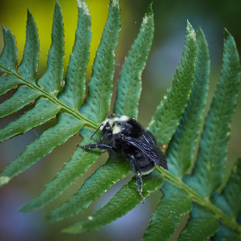 Thumbnail: Polystichum munitum | Sword Fern