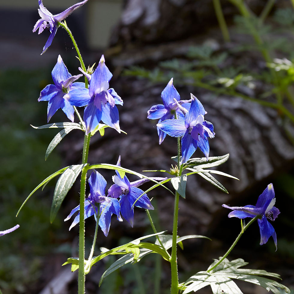 Delphinium trollifolium | Columbian larkspur