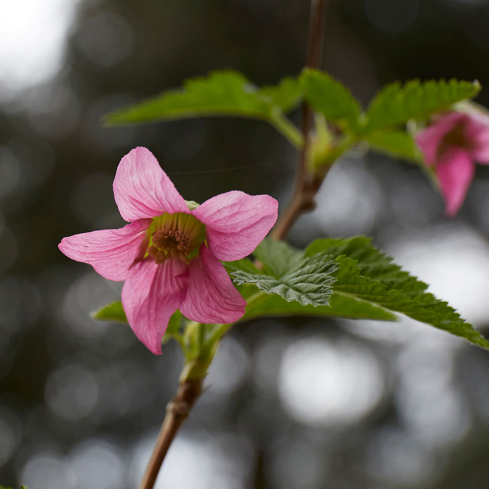 Thumbnail: Rubus spectabilis | Salmonberry