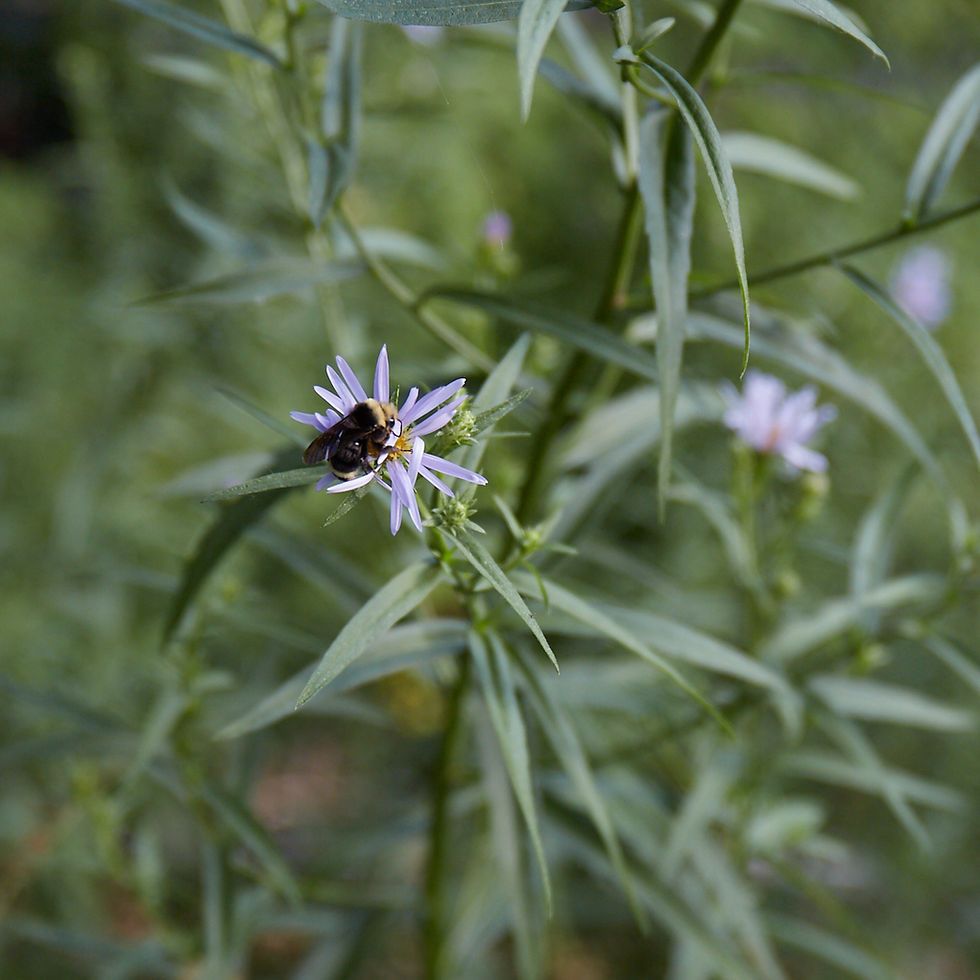 Thumbnail: Symphotricum subspicata | Douglas Aster