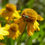 Thumbnail: Helenium autumnale | Common Sneezeweed