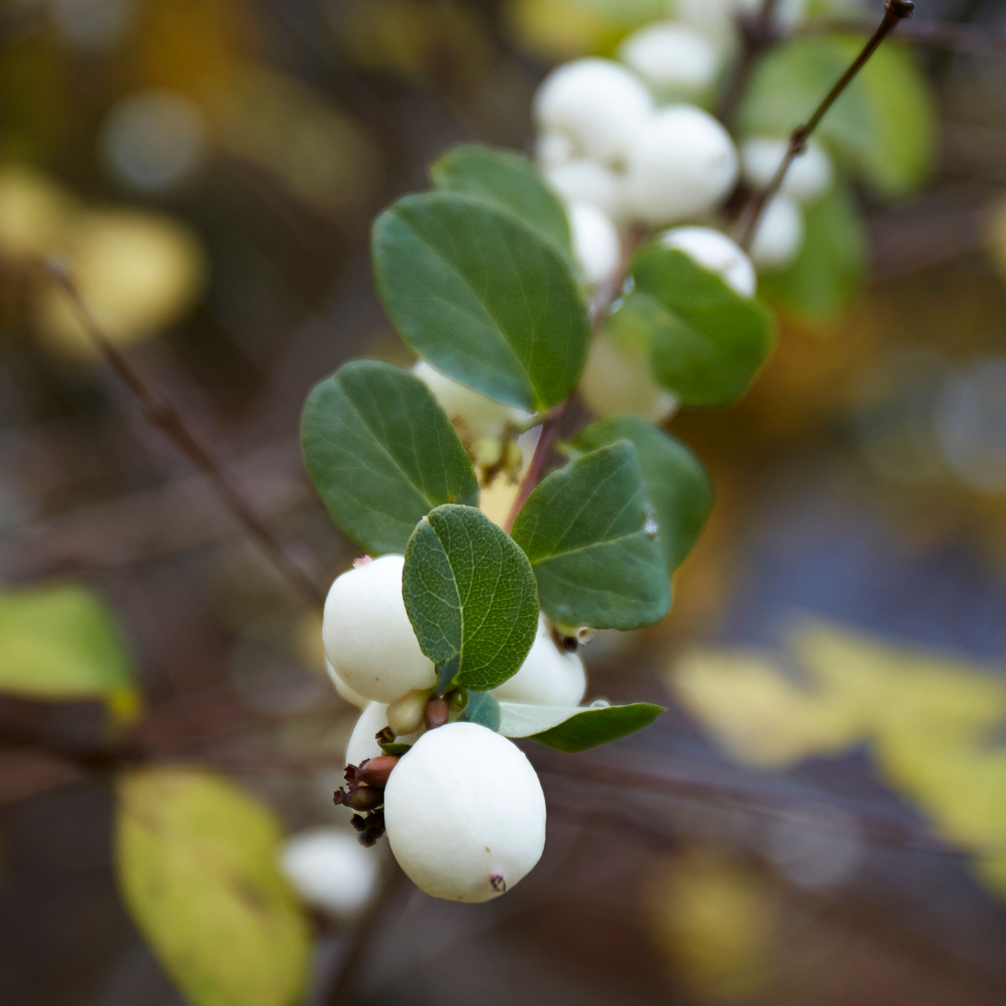 Symphoricarpos albus | Snowberry