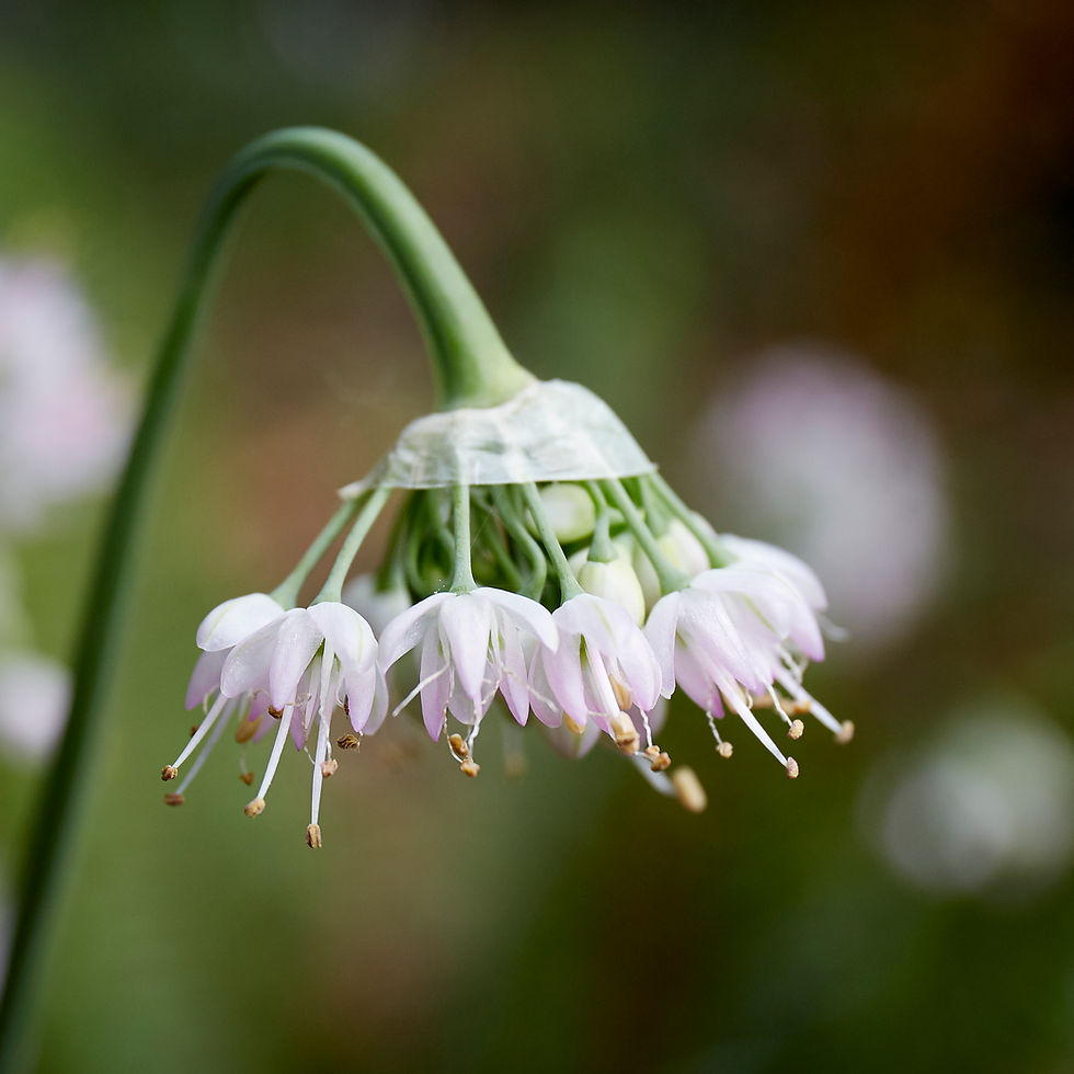 Thumbnail: Allium cernuum Nodding Onion