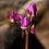 Thumbnail: Dodecatheon hendersonii | Henderson's Shooting Star