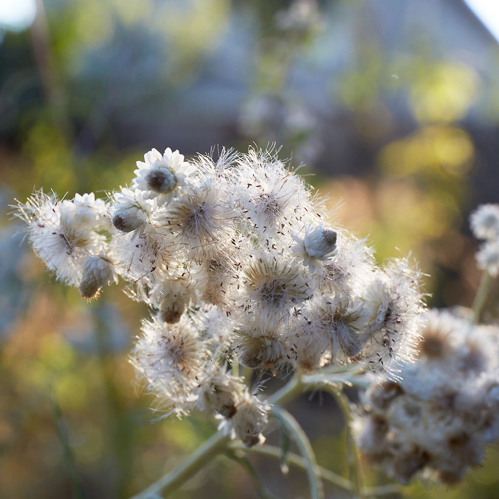 Thumbnail: Anaphalis margaritacea | Pearly Everlasting