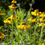 Thumbnail: Helenium bigelovii | Bigelo's Sneezeweed