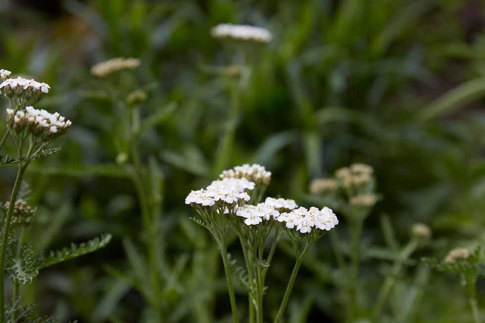 Thumbnail: Achillea millefolium | Common Yarrow