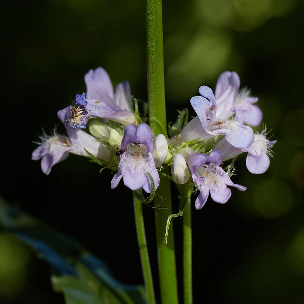 Penstemon hesperius | Tall western penstemon