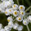 Thumbnail: Anaphalis margaritacea | Pearly Everlasting