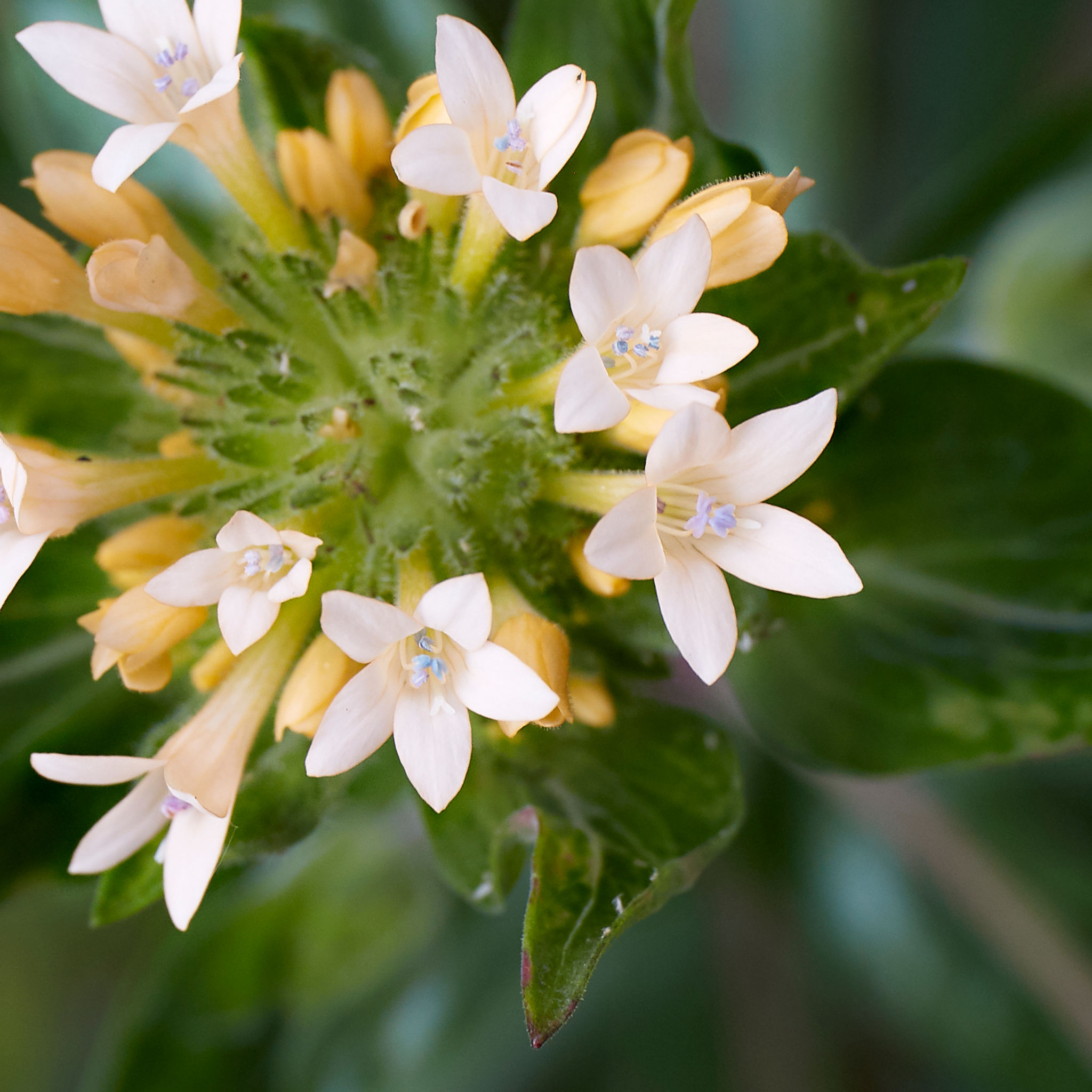 Collomia grandiflora | Grand Collomia